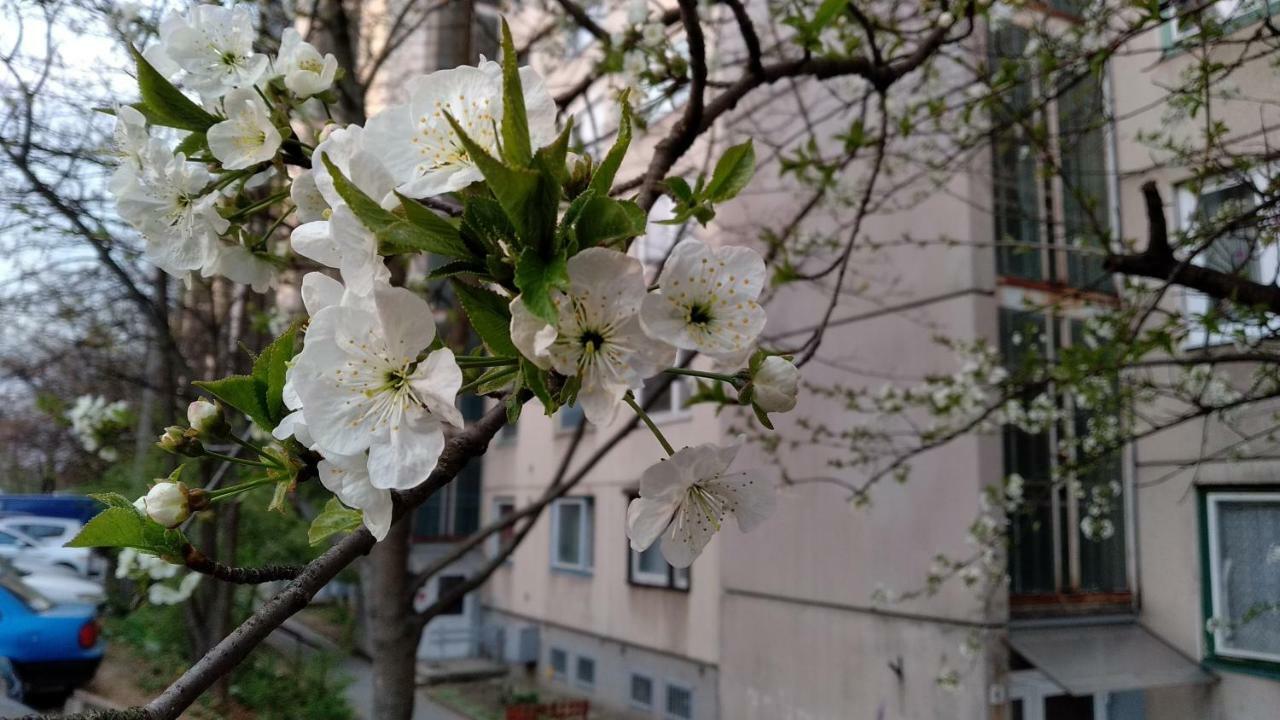 Gesztenyés Apartman Miskolc Exterior foto